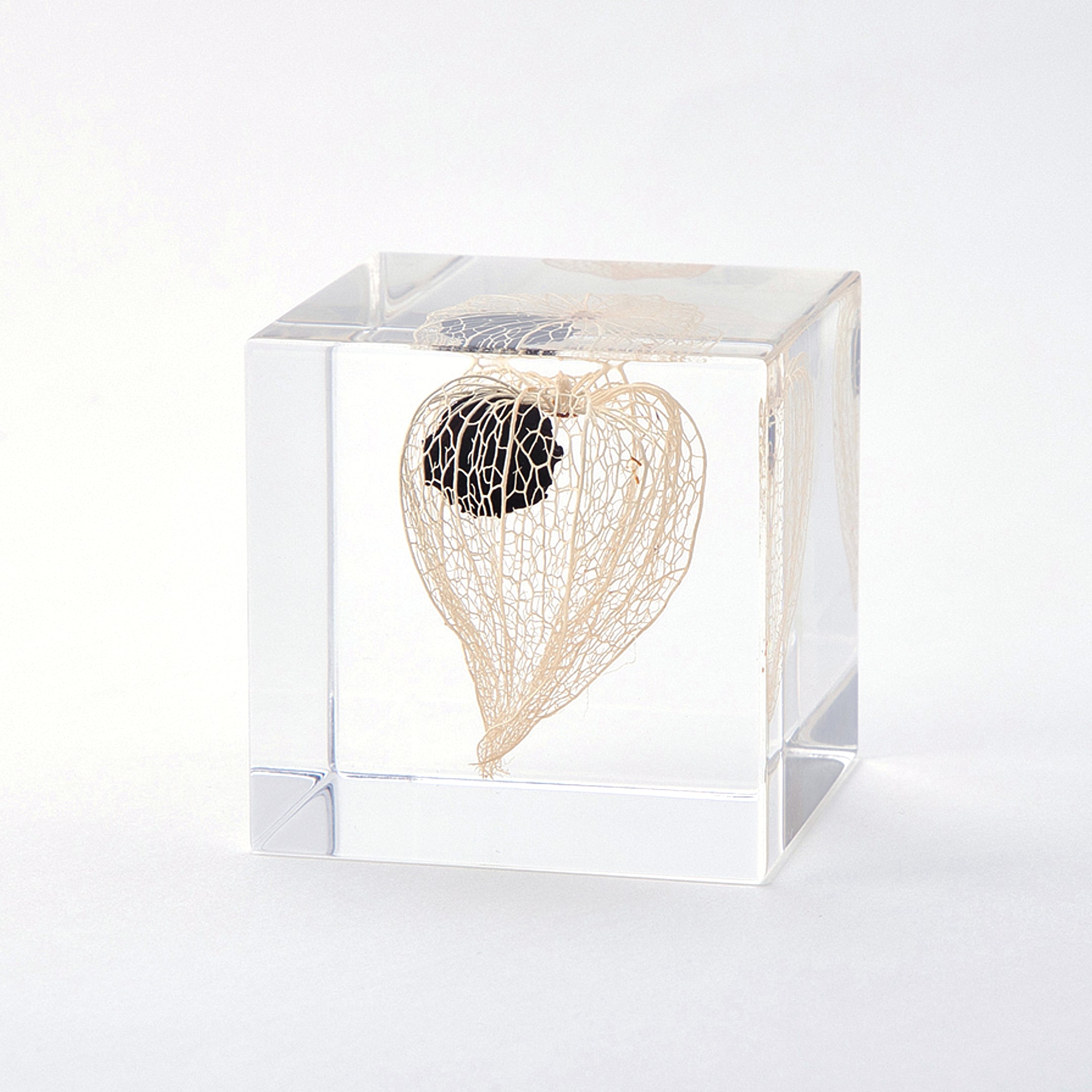 Sola cube / 秋 | 静かに時を止めた植物のかたち