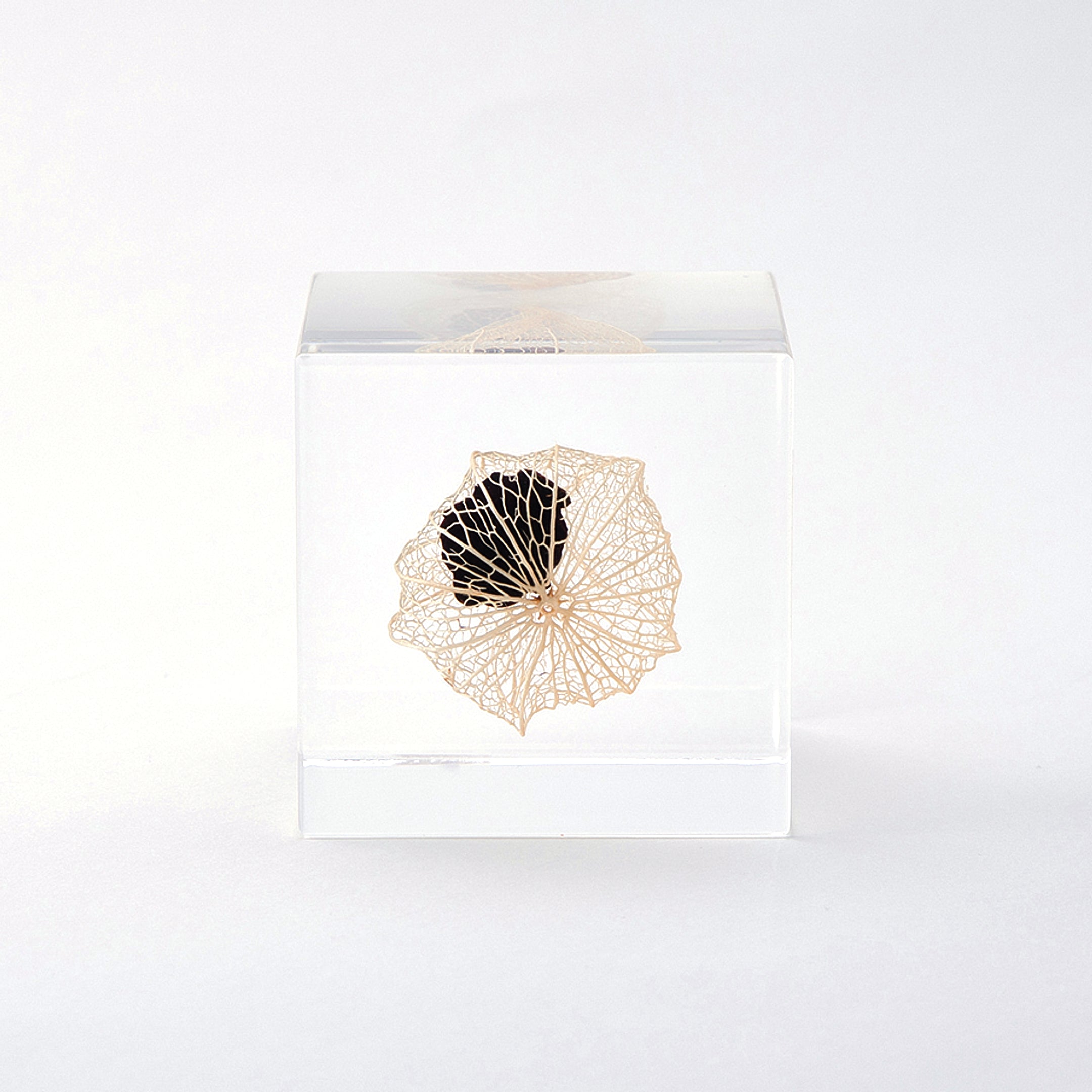 Sola cube / 秋 | 静かに時を止めた植物のかたち