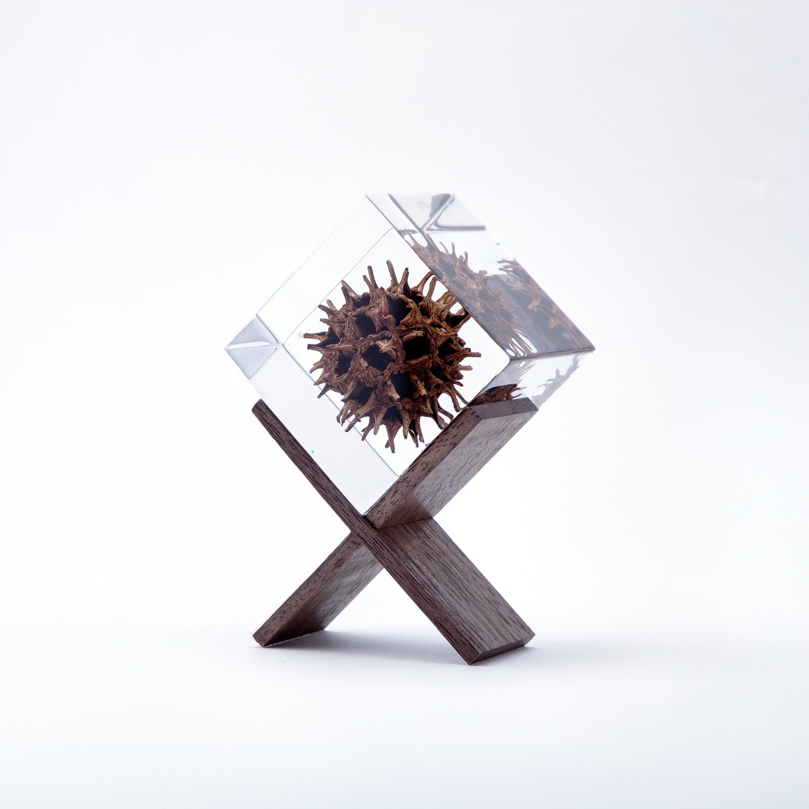 Sola cube Stand | 静かに時を止めた植物のかたち