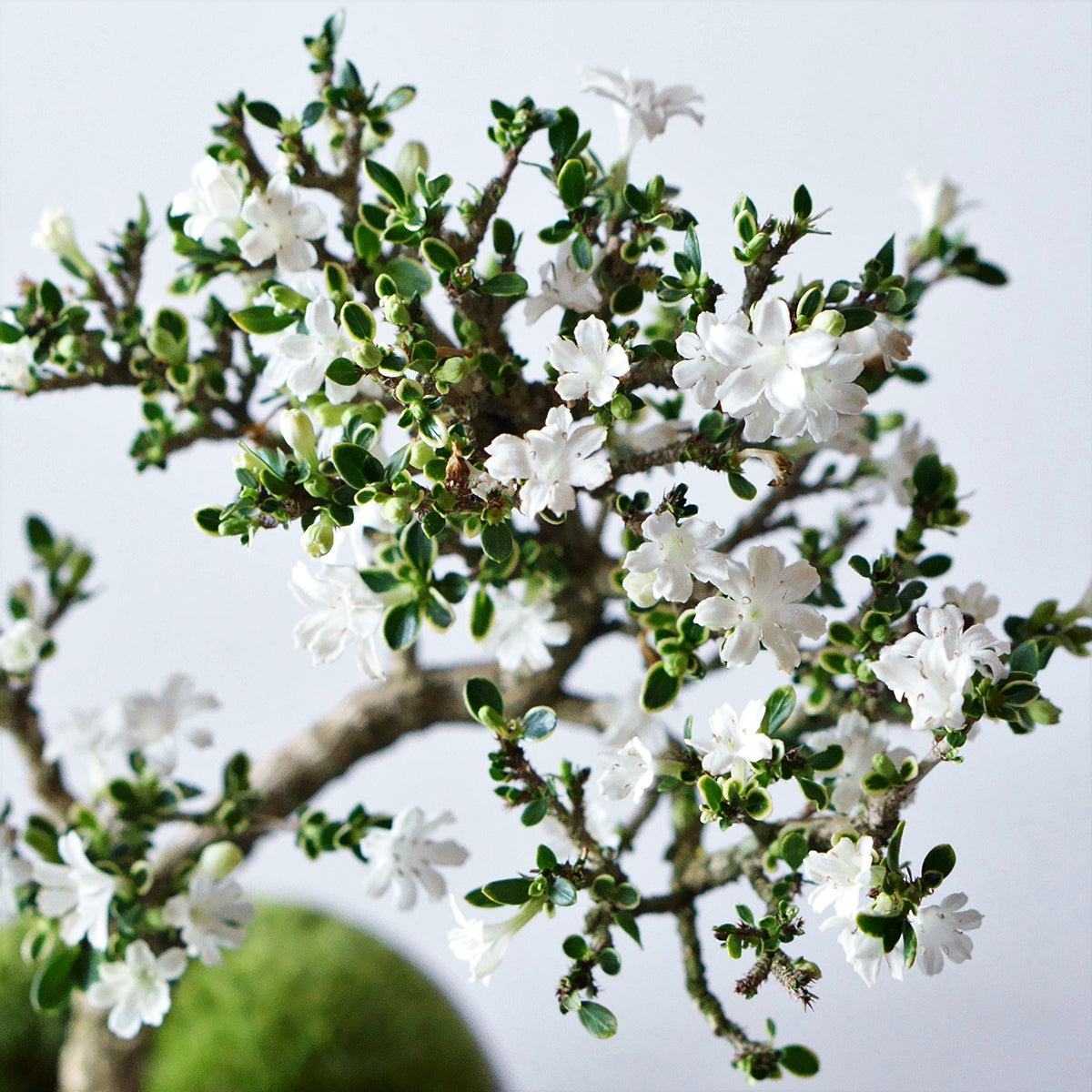 【受注販売】四季と盆栽〈春〉 | 白鳥花(ハクチョウゲ)