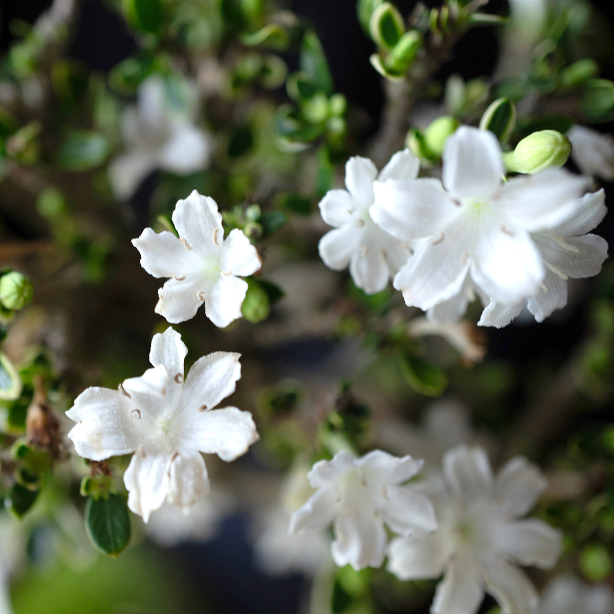 【受注販売】四季と盆栽〈春〉 | 白鳥花(ハクチョウゲ)