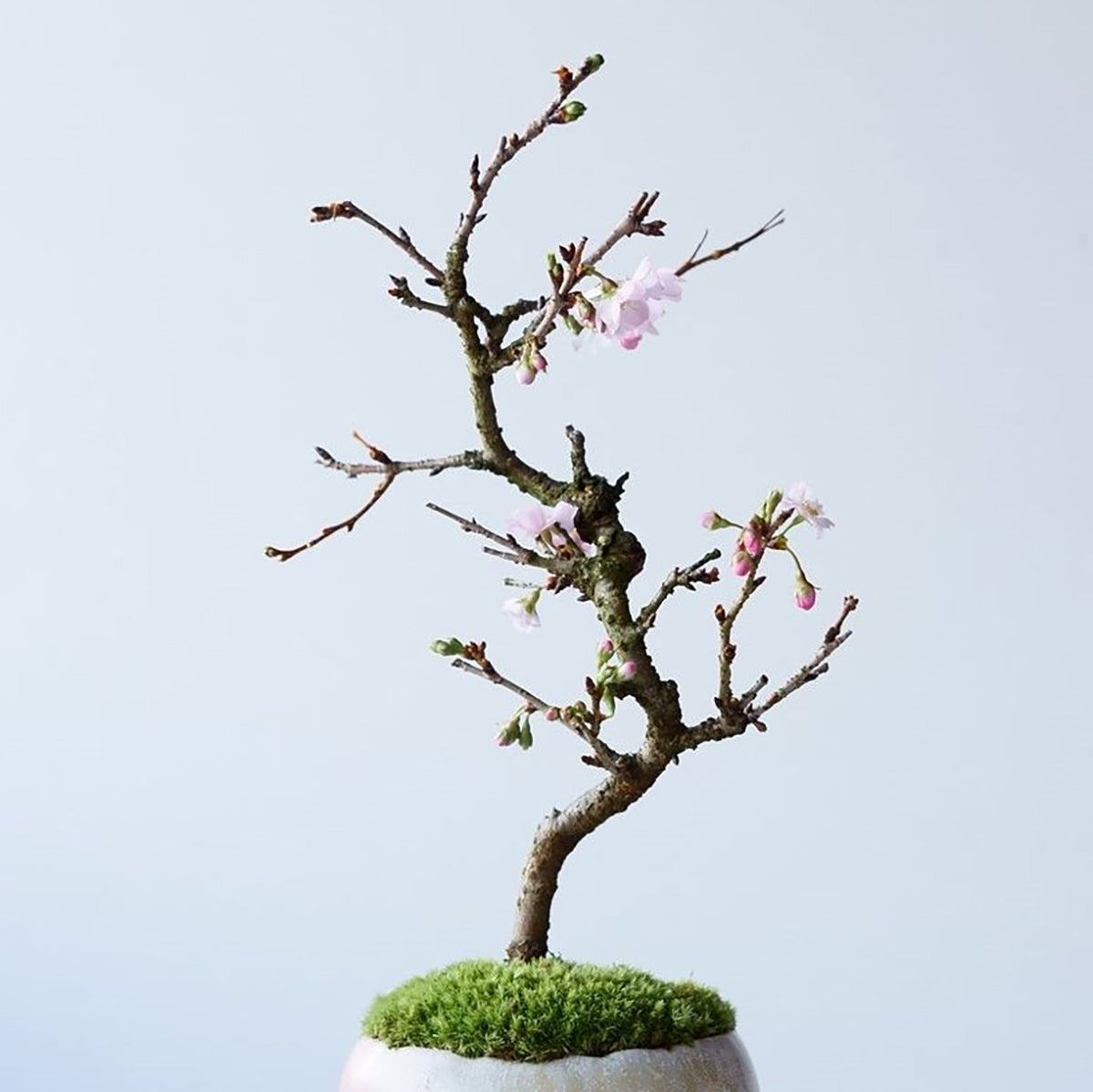 【受注販売】四季と盆栽〈春〉 | 十月桜