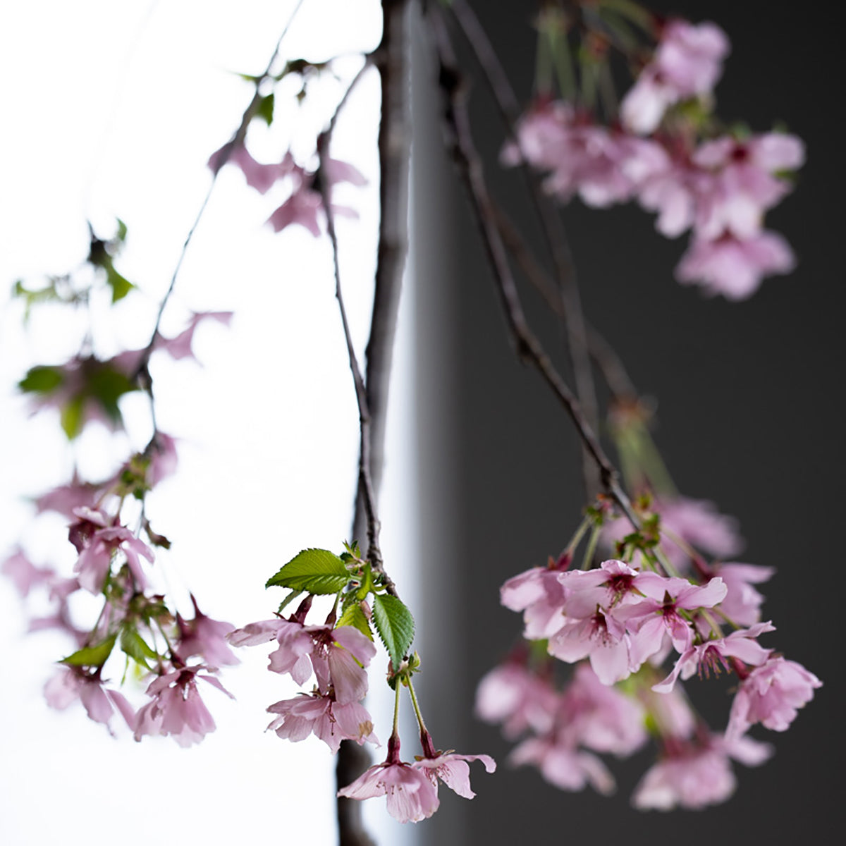 【受注販売】四季と盆栽〈春〉 | 枝垂れ桜