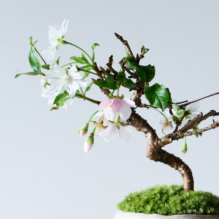 【受注販売】四季と盆栽〈春〉 | 十月桜
