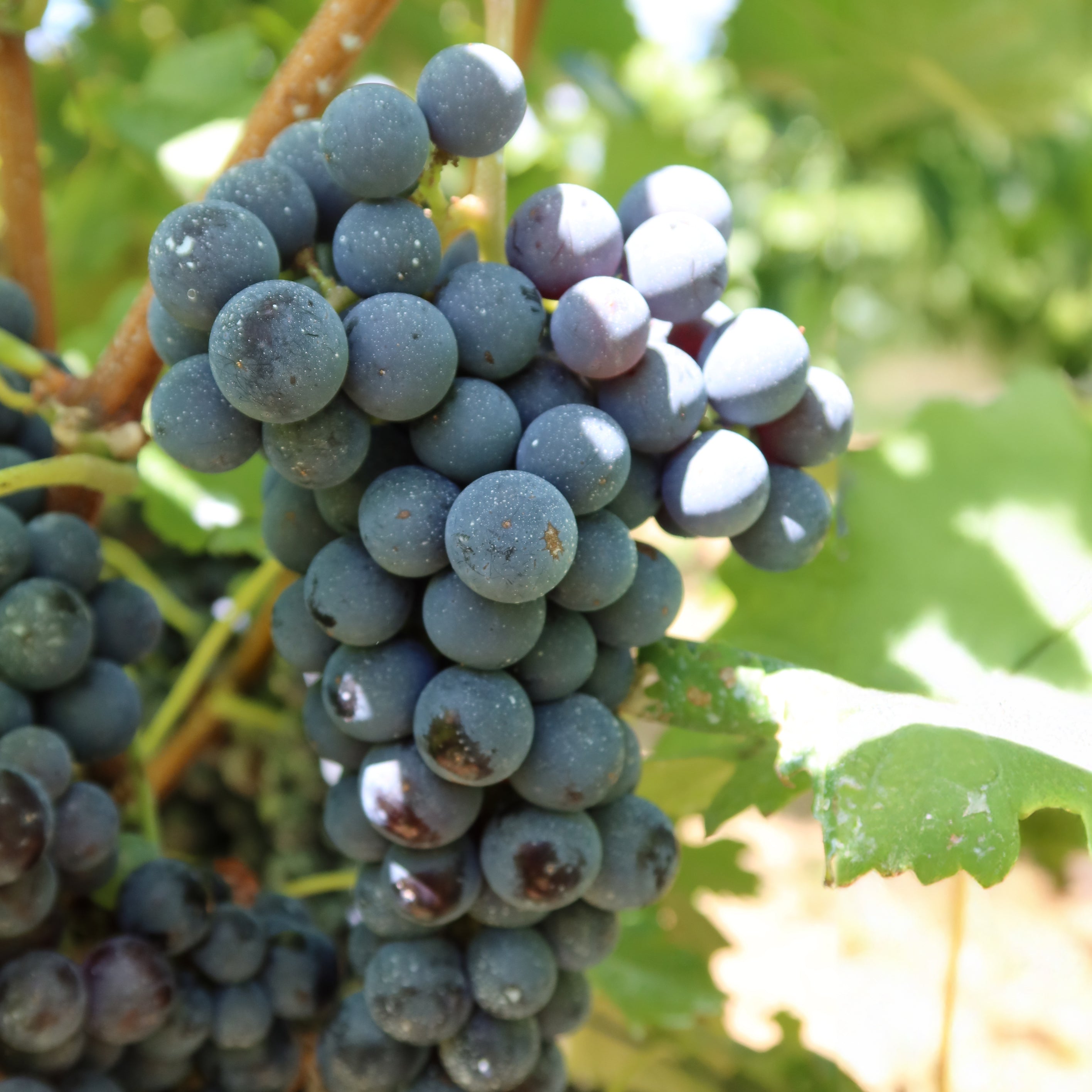 2021 高畠クラシック メルロー&カベルネ | 凝縮した果実香る、正統派赤ワイン