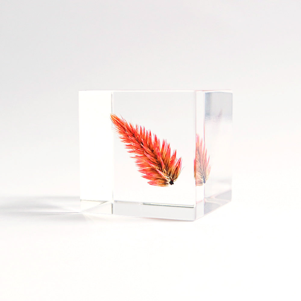 Sola cube / 秋 | 静かに時を止めた植物のかたち