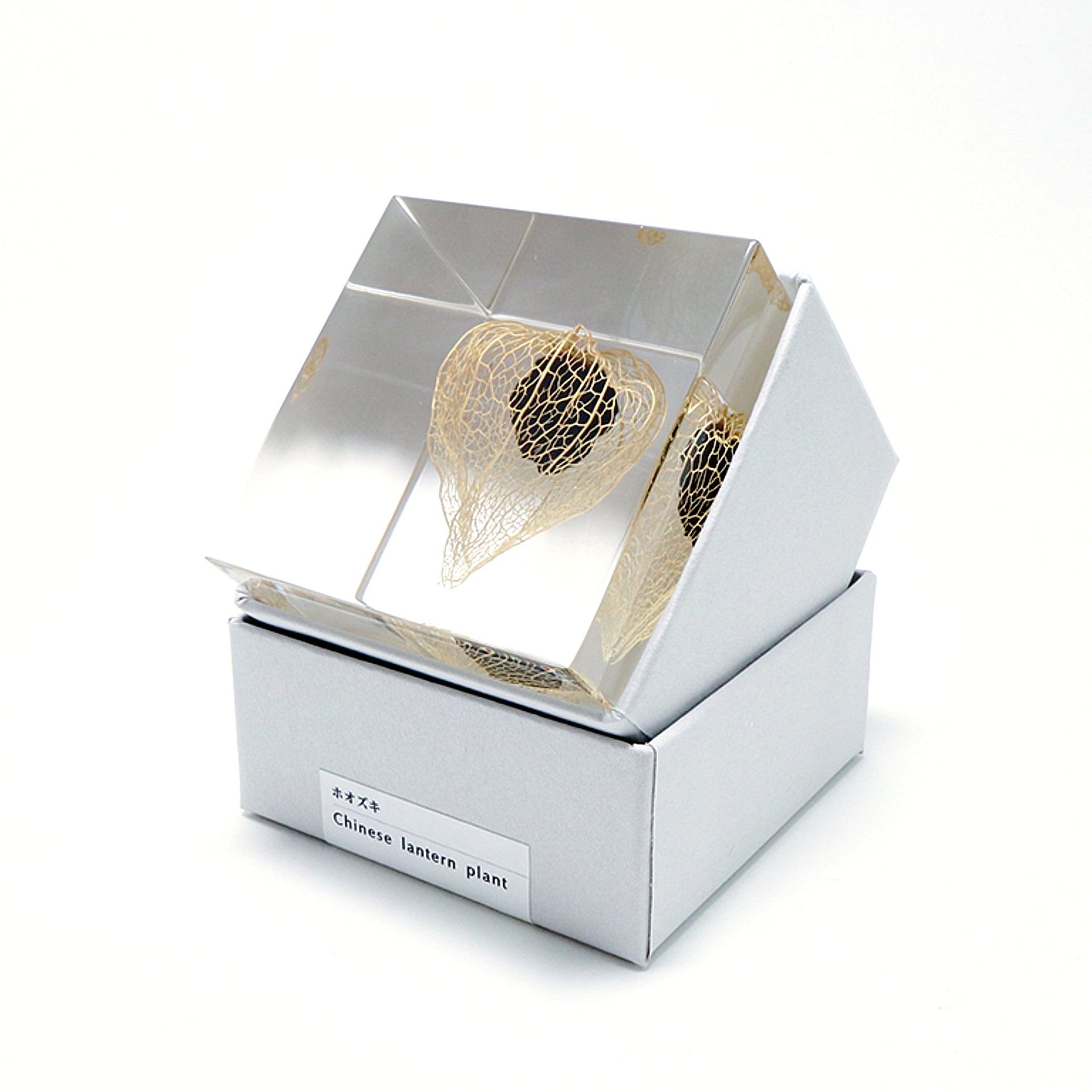 Sola cube / 秋 | 静かに時を止めた植物のかたち
