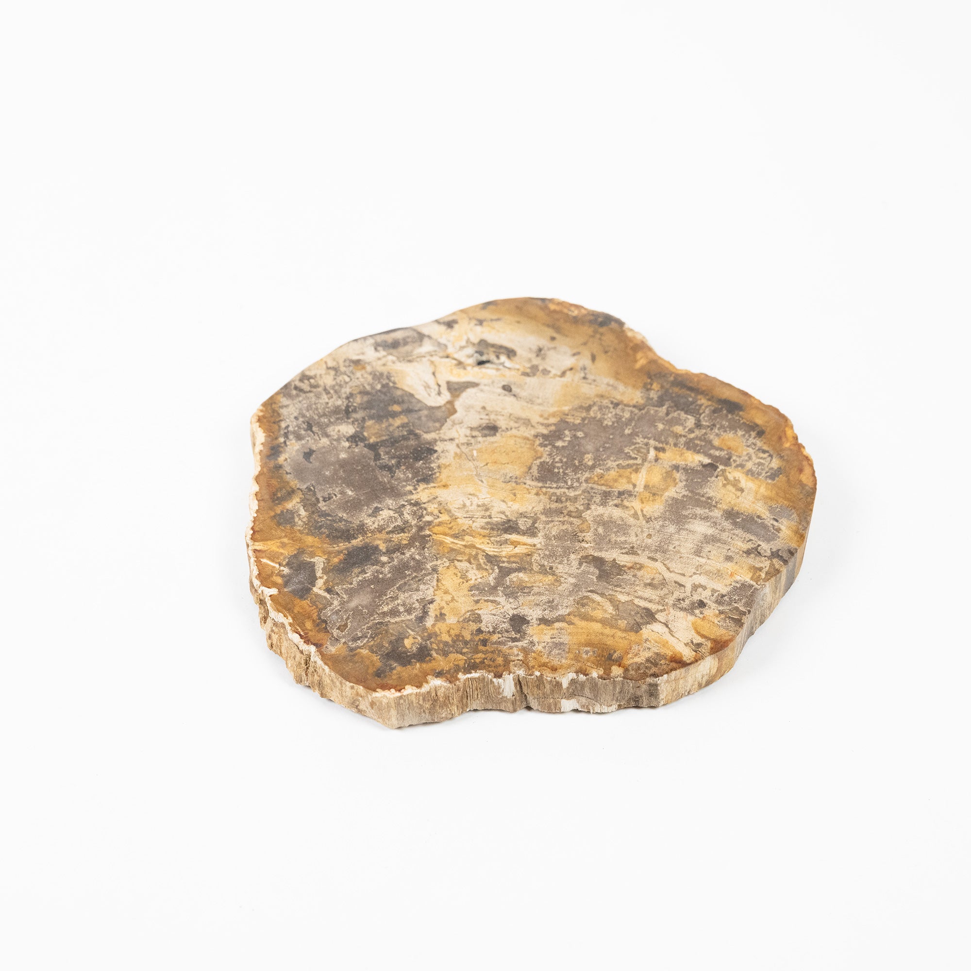 Petrified Wood Plate, Size M | A unique piece, shaped by time, easy to handle