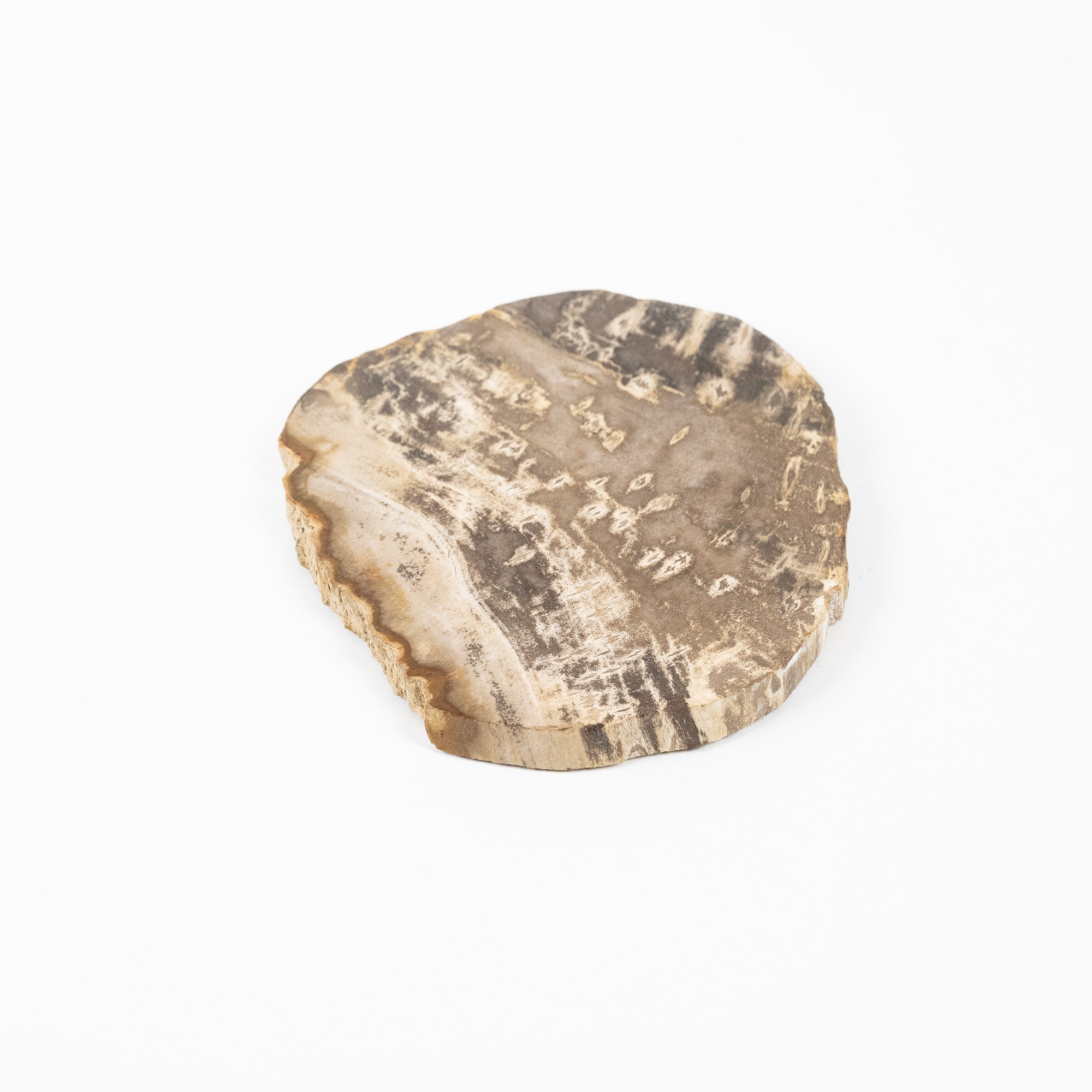 Petrified Wood Plate, Size M | A unique piece, shaped by time, easy to handle