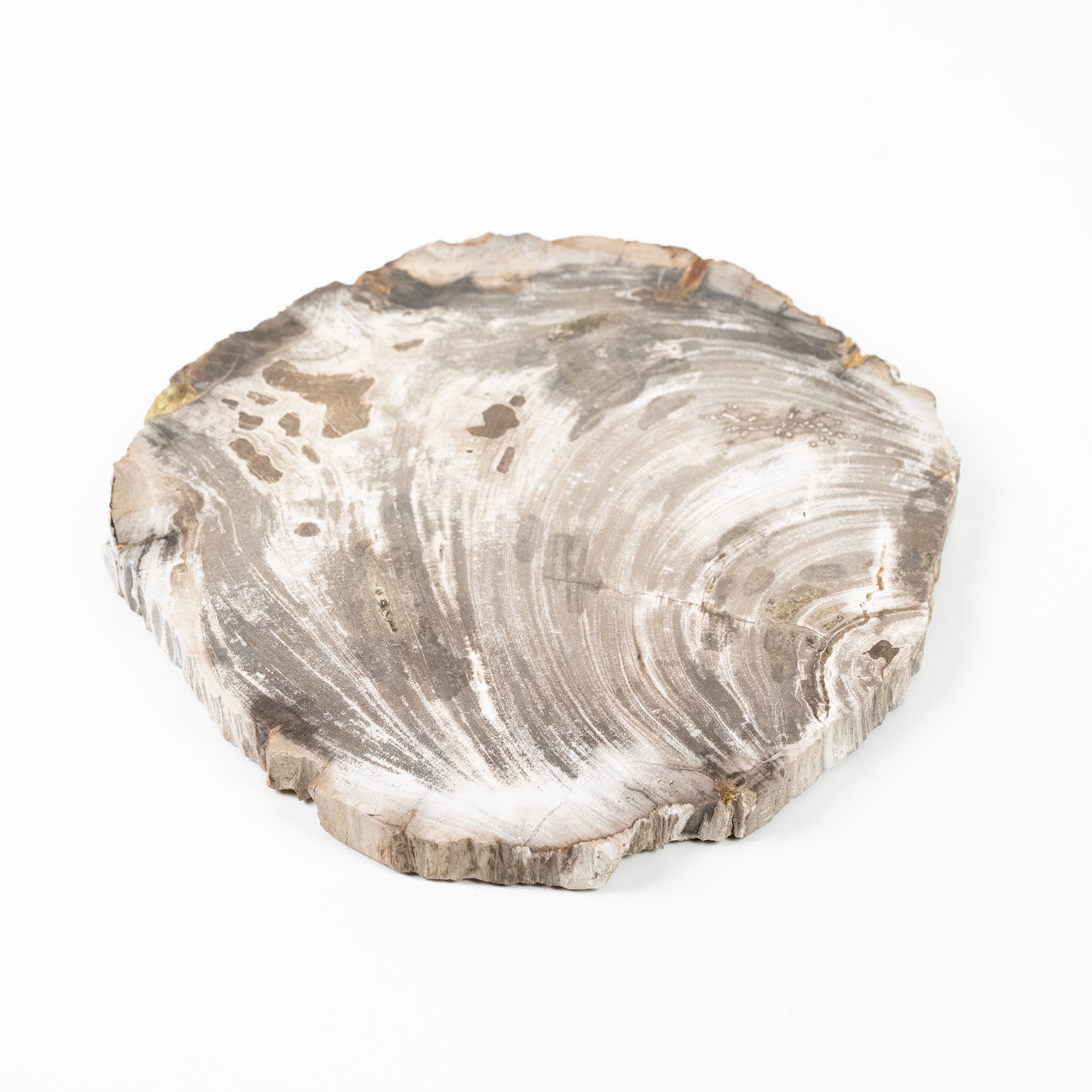 Petrified Wood Plate (Large) | A one-of-a-kind piece, shaped by the passage of time