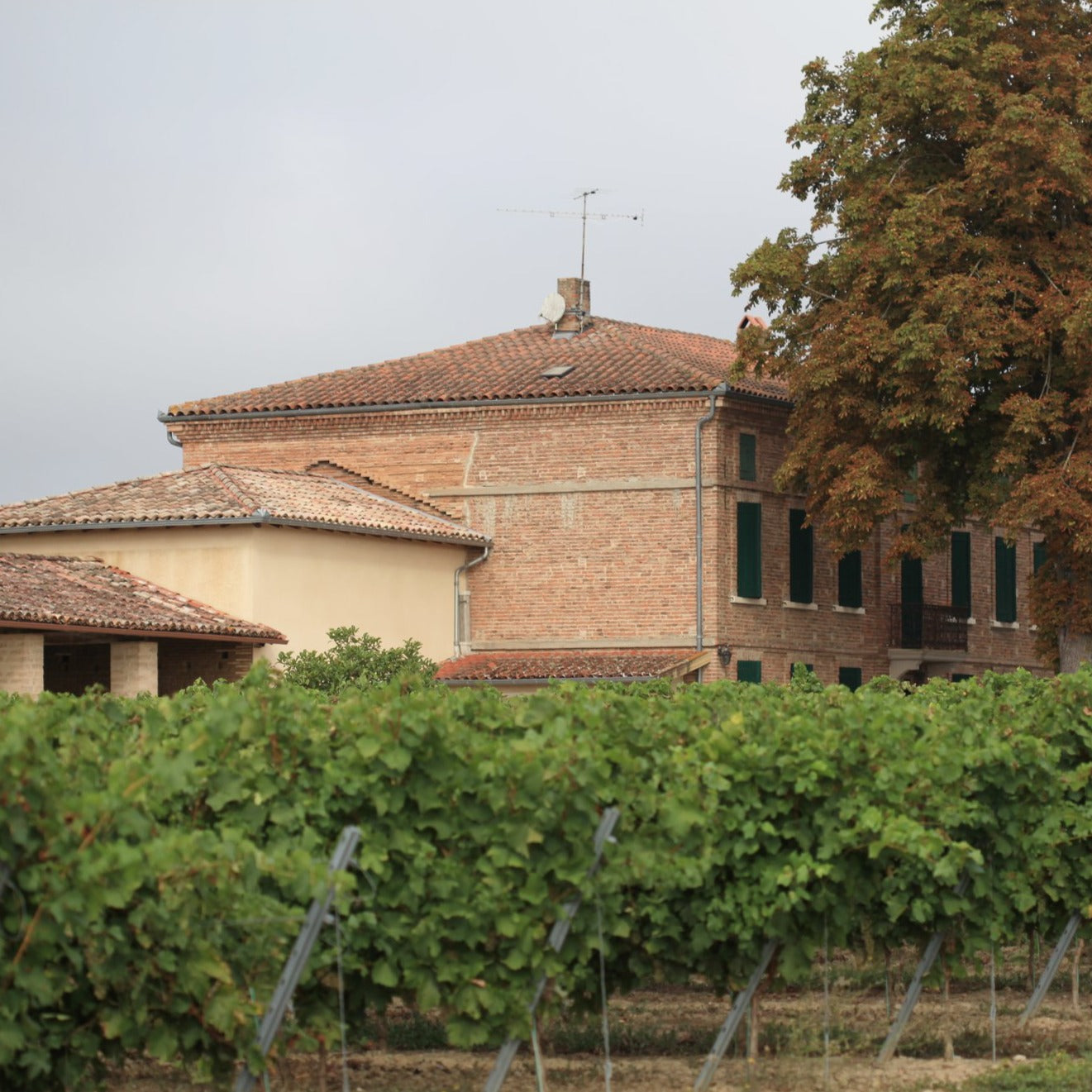 アラン・ミリア | 美食の国が誇るプレミアムぶどうジュース