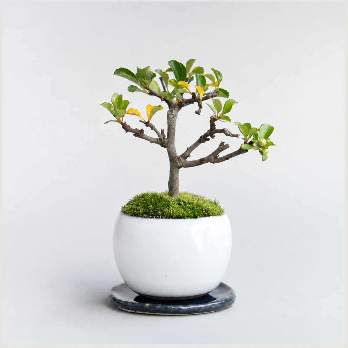 【受注販売】四季と盆栽 〈秋〉 | 長寿梅(紅)