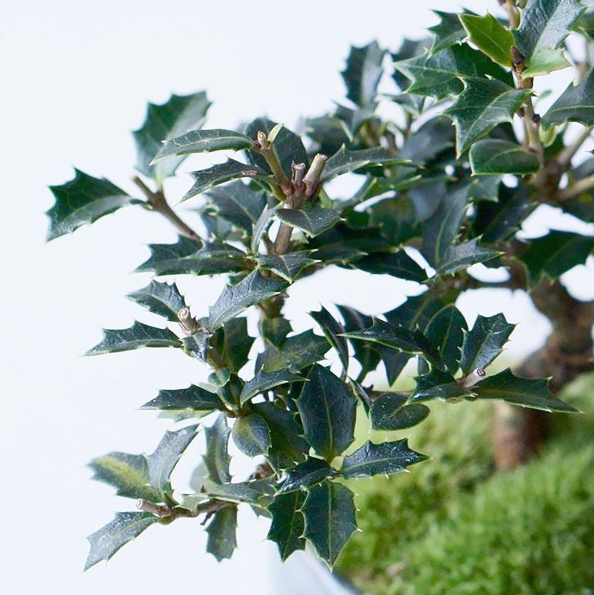 【受注販売】四季と盆栽〈冬〉 | ヒイラギ