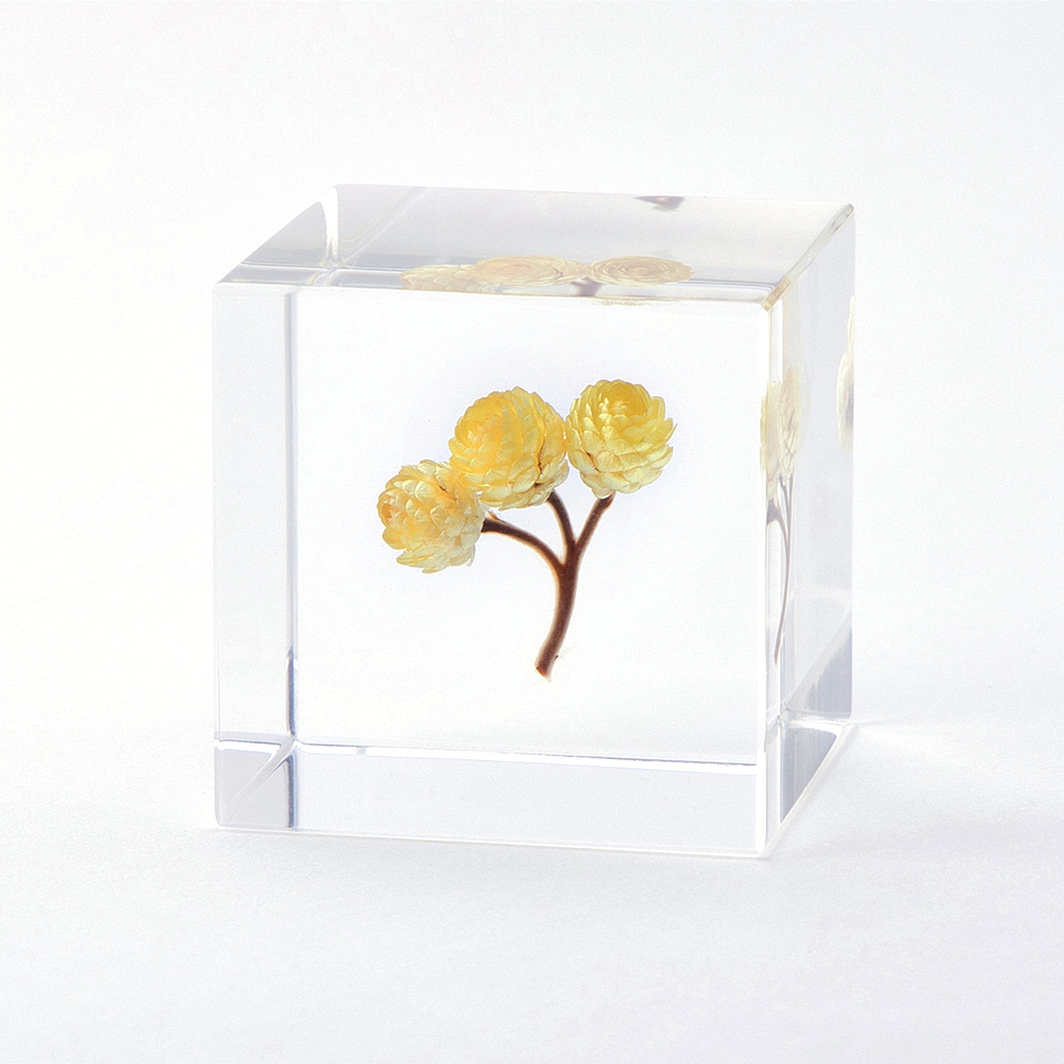 Sola cube / 夏 | 静かに時を止めた植物のかたち
