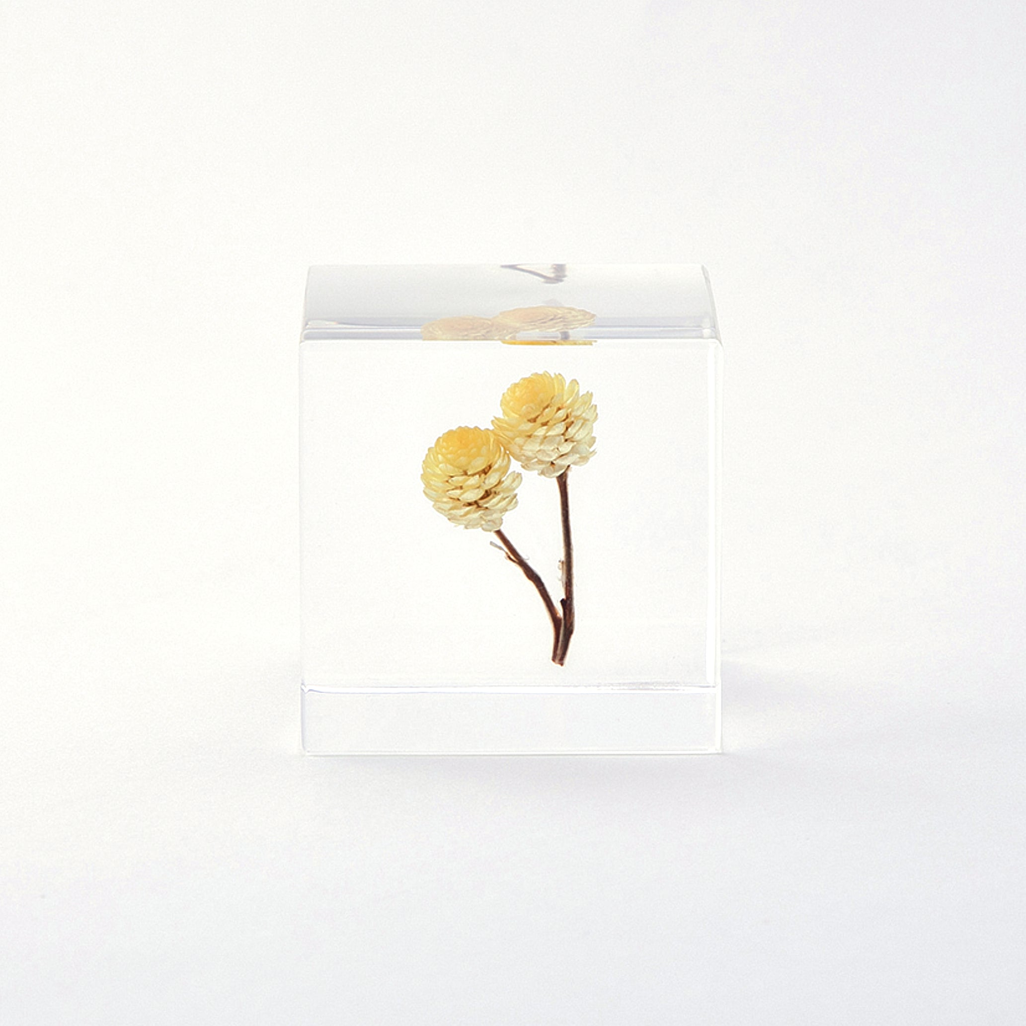 Sola cube / 夏 | 静かに時を止めた植物のかたち