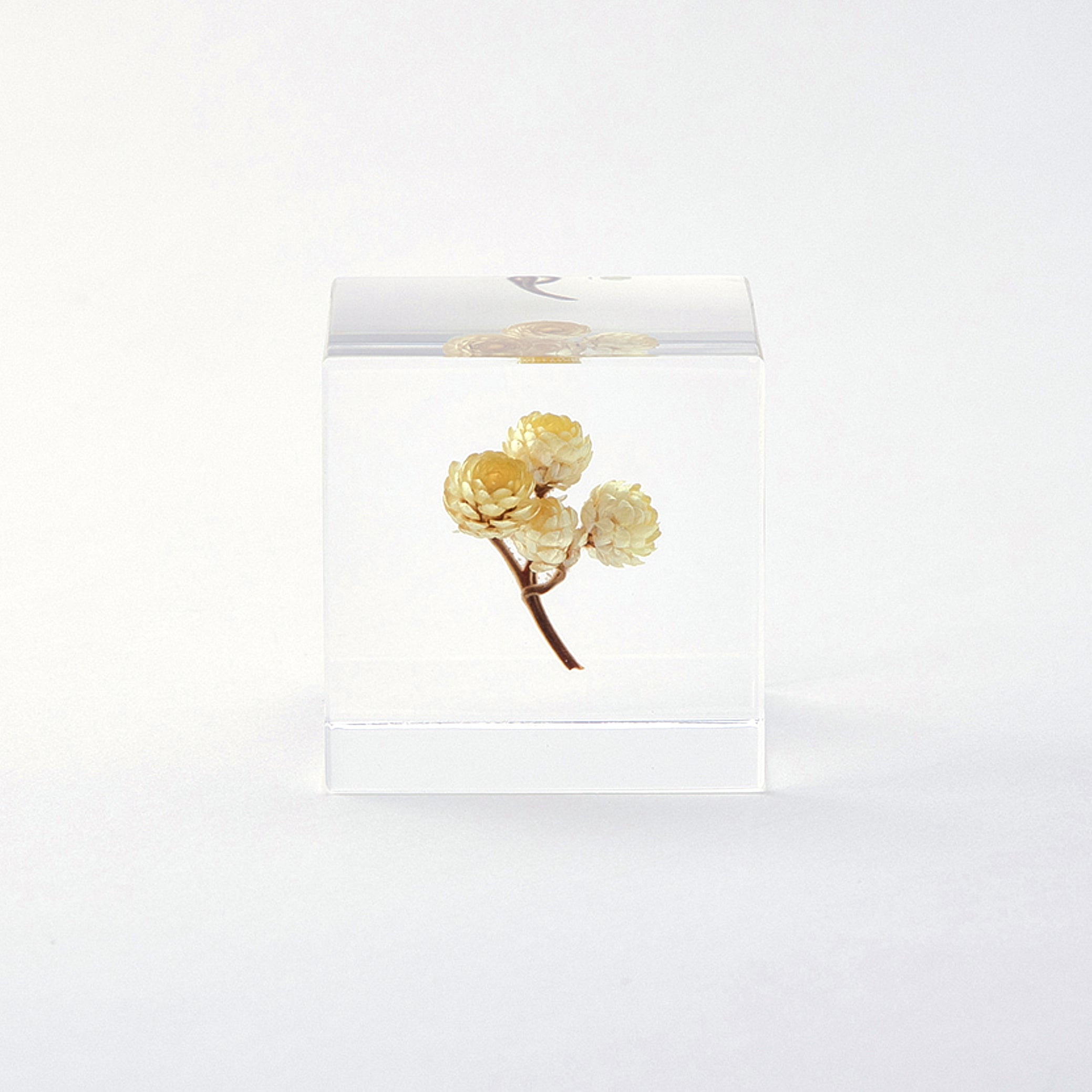 Sola cube / 夏 | 静かに時を止めた植物のかたち