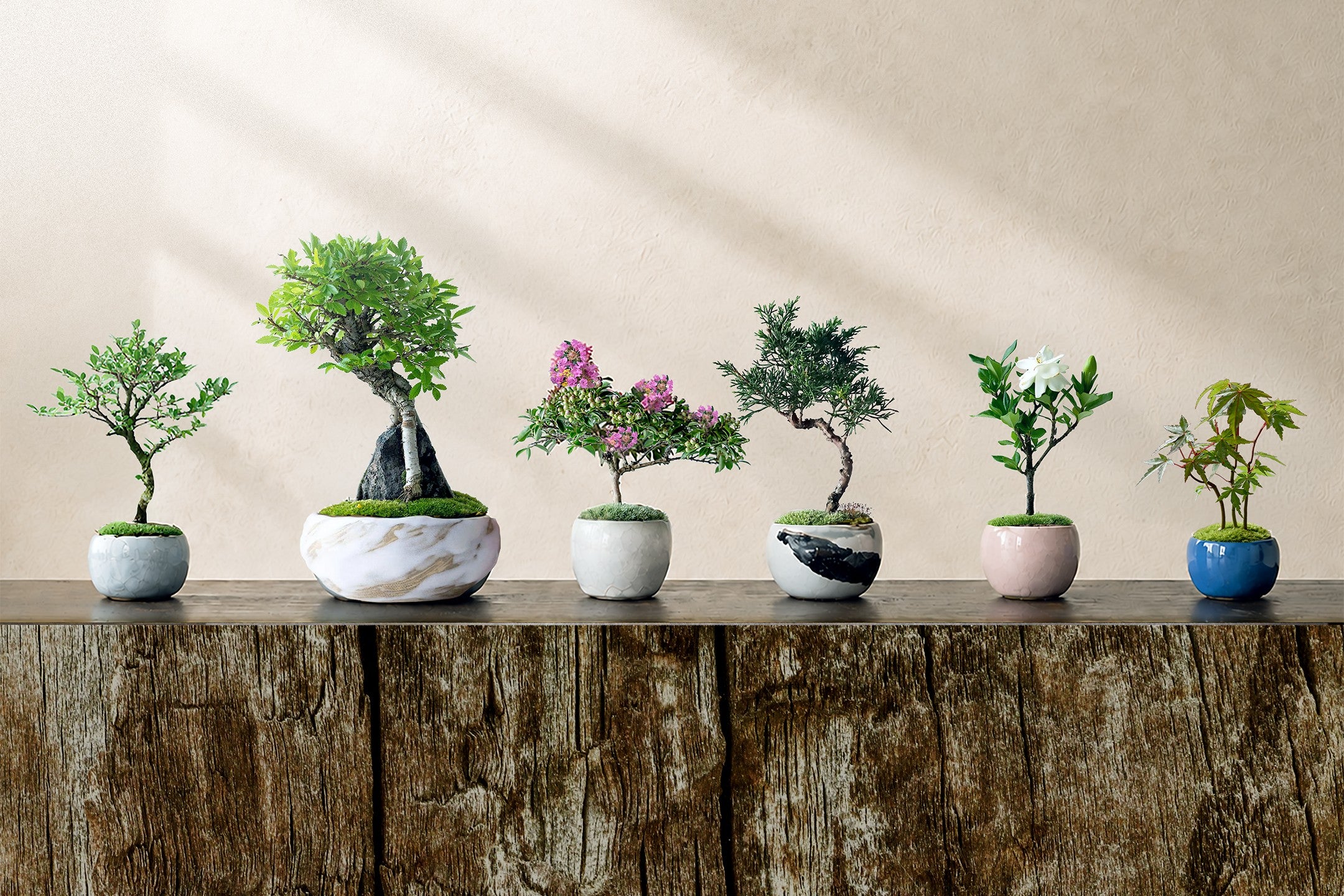 mobile_3x2_bonsai.jpg