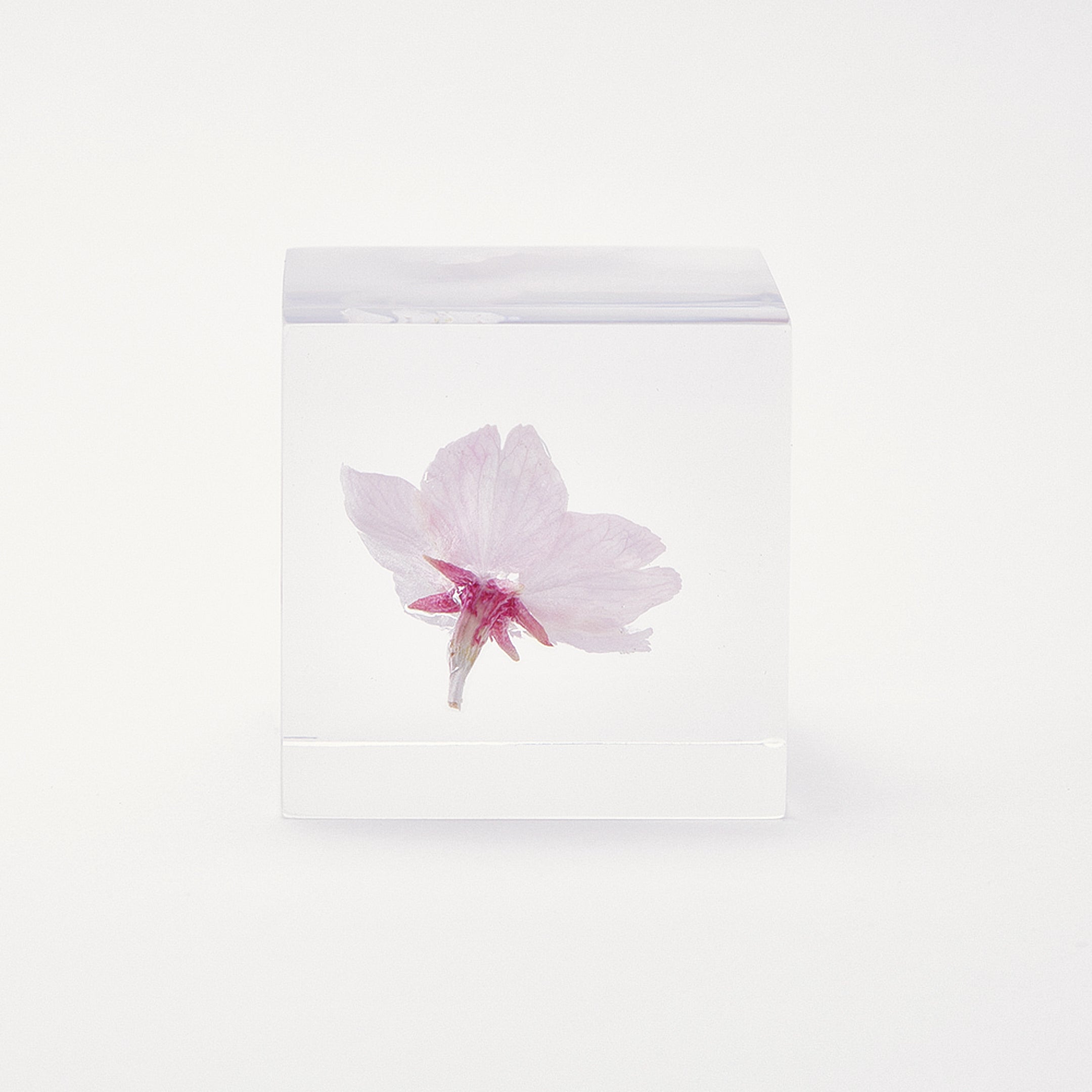 Sola cube / 春 | 静かに時を止めた植物のかたち