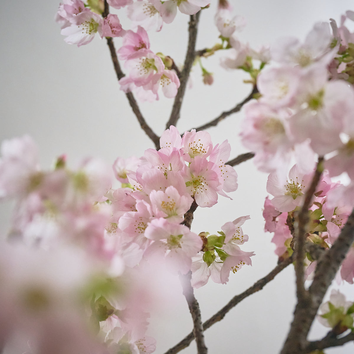 【枝もの図鑑｜春】陽光桜（ヨウコウザクラ）