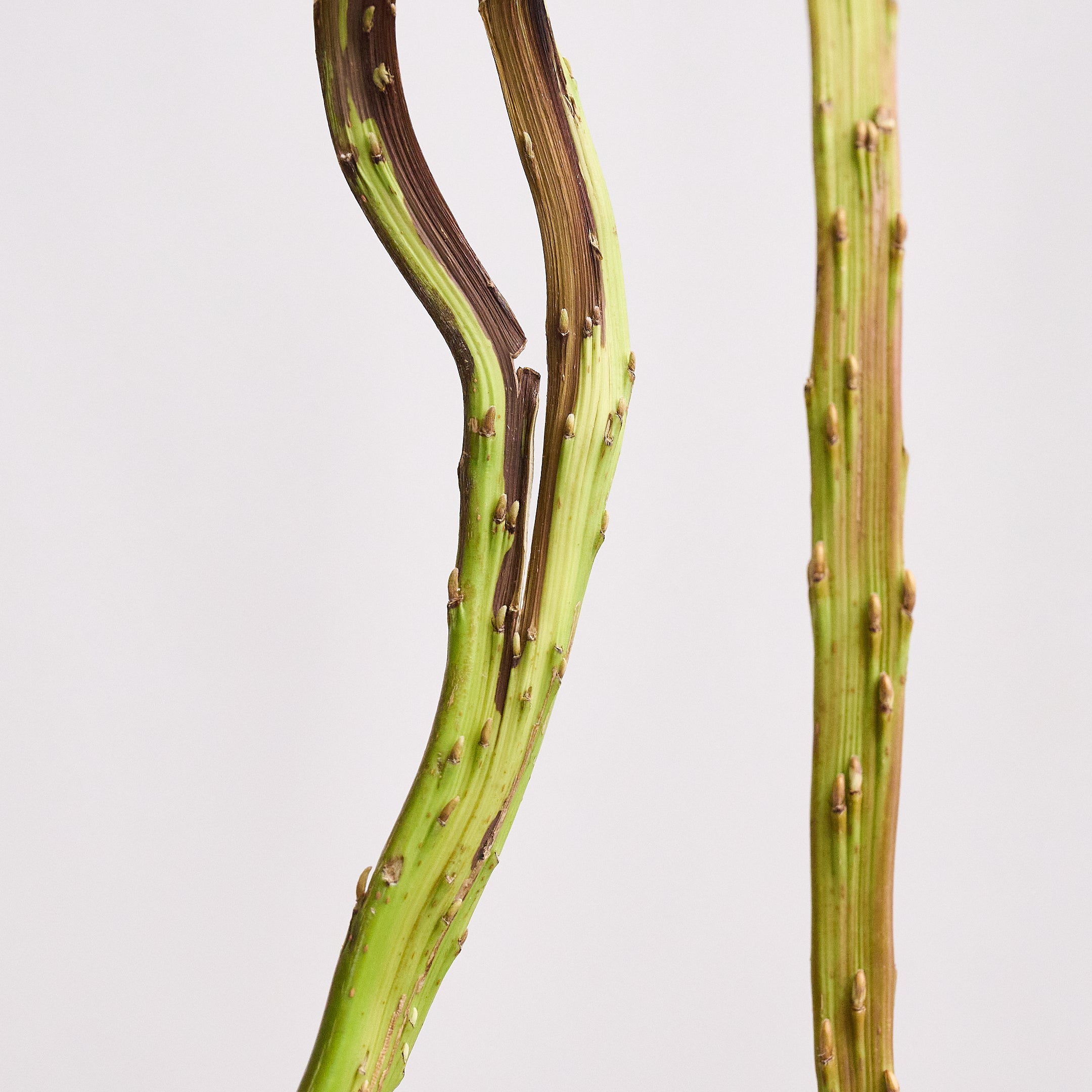 枝もの図鑑｜夏】ロシアンオリーブ