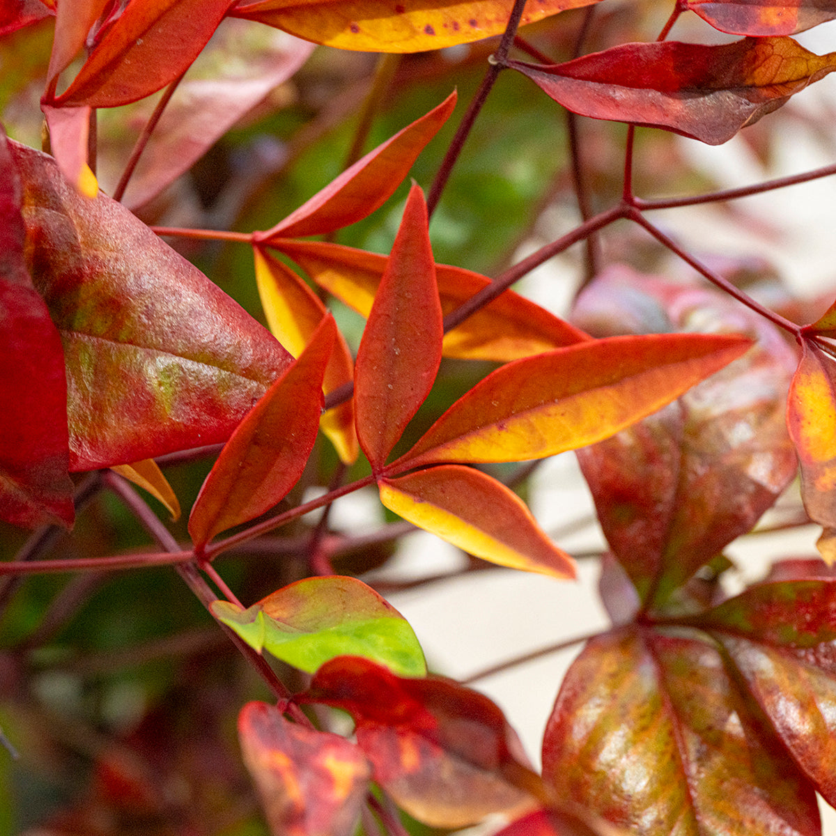 枝もの図鑑｜冬】オタフクナンテン（お多福南天）