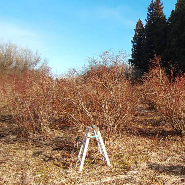 【枝もの自社栽培】群馬県中之条町のSiKiTO枝もの畑 初めての冬越し｜2025年6月