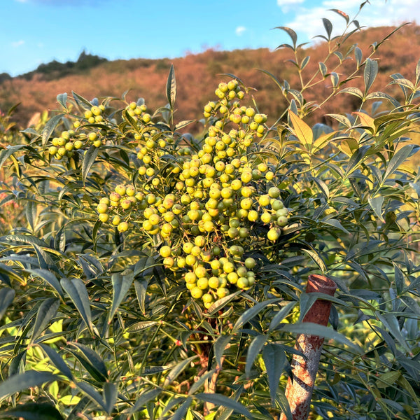 【枝もの自社栽培】豊丘村ではひと夏で20倍に成長した枝も！｜2025年11月