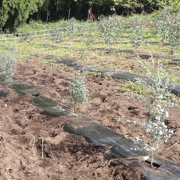 【枝もの自社栽培】半年かけて再生させたユーカリ圃場、いよいよ完成！｜2025年12月