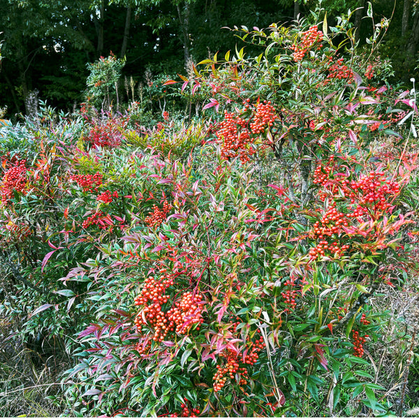 【枝もの定期便 ウラ話】 難を転じる縁起物。「南天」の畑継承ストーリー。