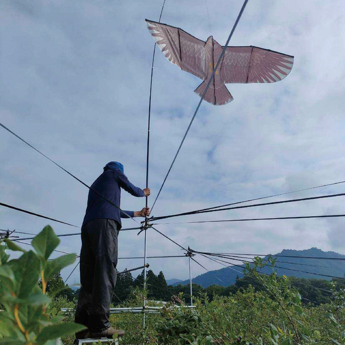 今後の圃場を見据えて、鳥害対策を行う様子