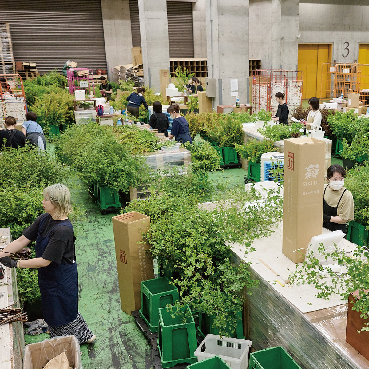 【枝もの定期便ウラ話】まるで森！新緑時期の枝もの出荷現場レポート