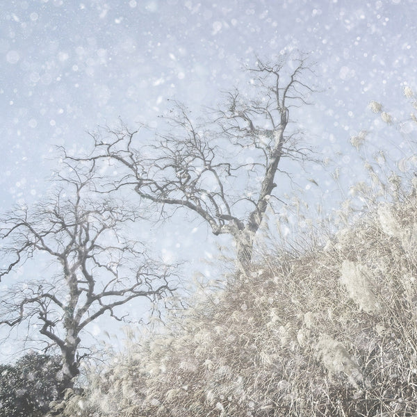 【二十四節気】大雪（たいせつ）