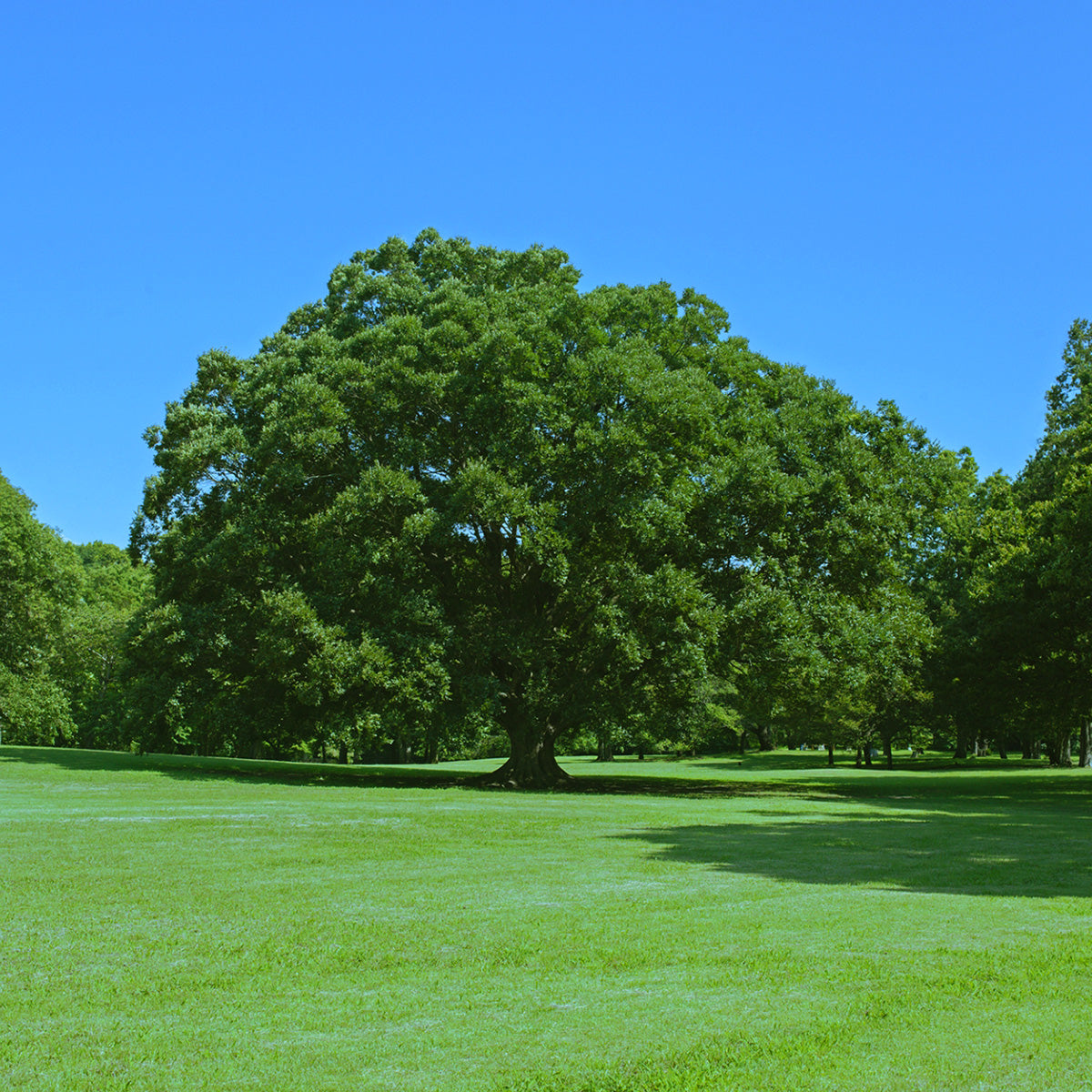 アセビ（馬酔木）の特徴と飾り方｜ツヤのある濃い緑の葉が夏に人気の枝もの