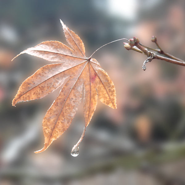 【二十四節気】寒露（かんろ）