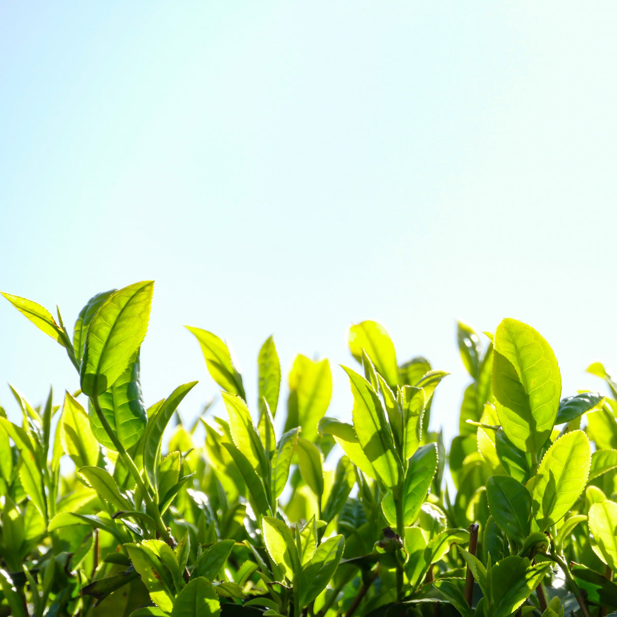 【二十四節気】穀雨（こくう）