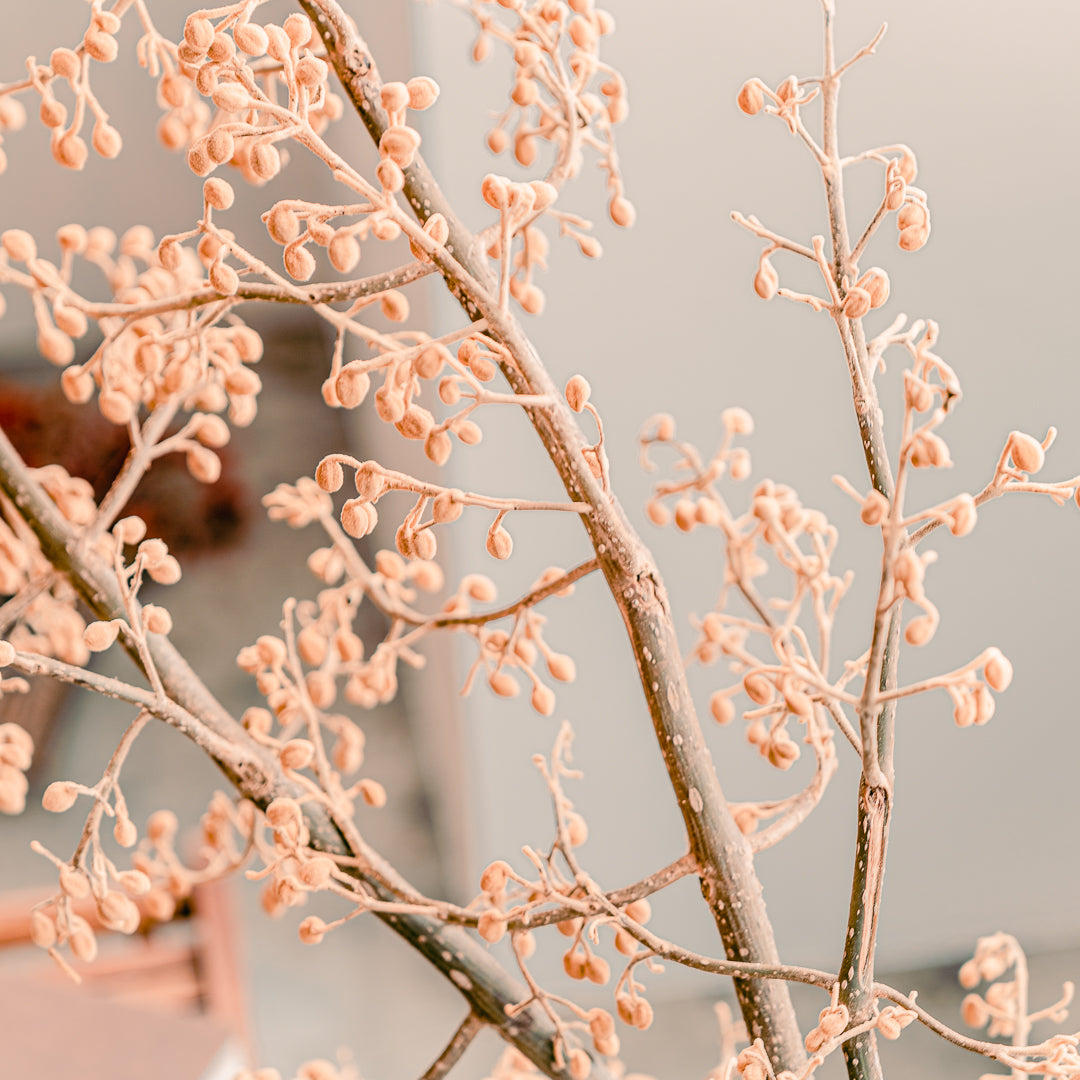 枝もの図鑑｜秋】桐の枝 - SiKiTO