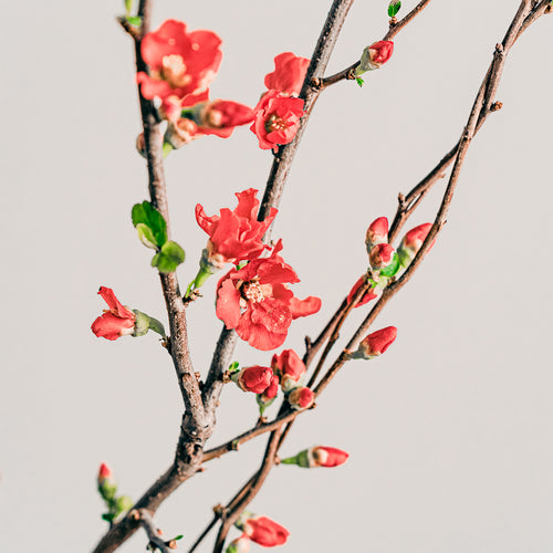 木瓜（ボケ）の特徴と飾り方｜早春に梅のような赤い花を咲かせる枝もの