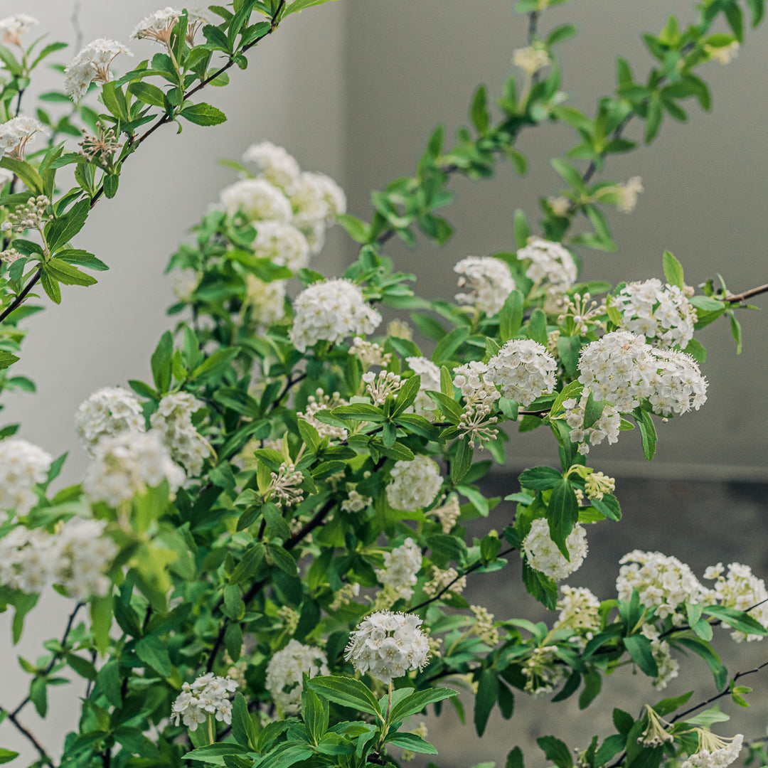 ふわっと枝垂れる❤︎一面の白小花❤︎コデマリ籠寄せ植え 小手毬（コデマリ）の特徴と飾り方｜手毬のように小さな白い花をつける