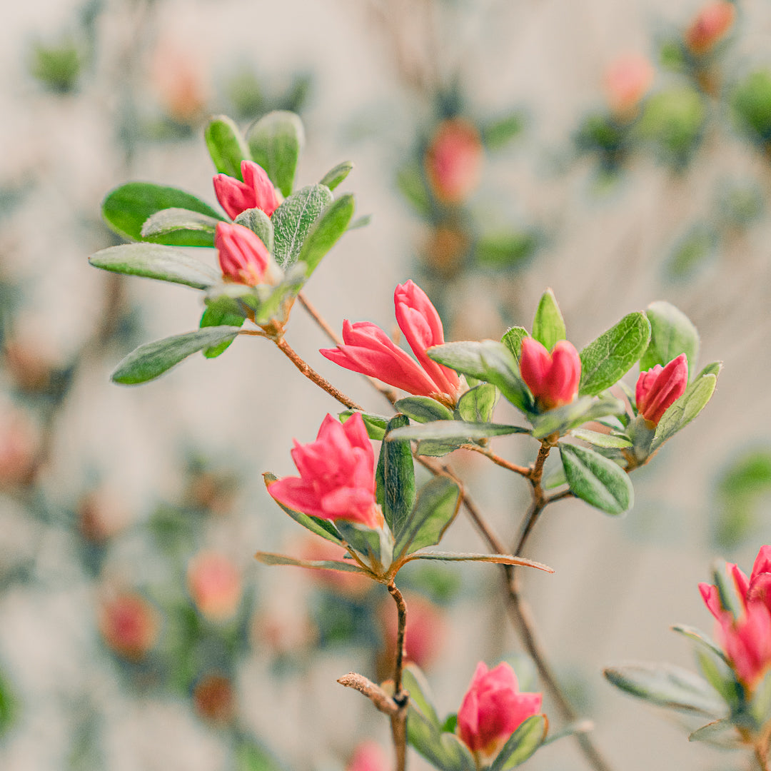 【枝もの図鑑｜春】田無躑躅（タナシツツジ）