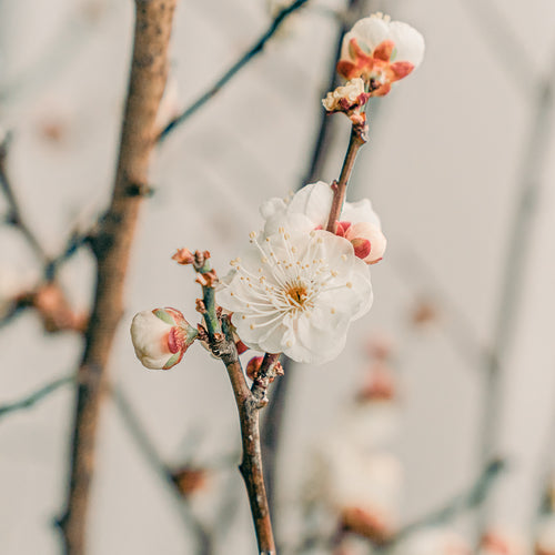 梅の特徴と飾り方｜ころんと丸いつぼみと凛とした花姿が楽しめる早春の枝もの