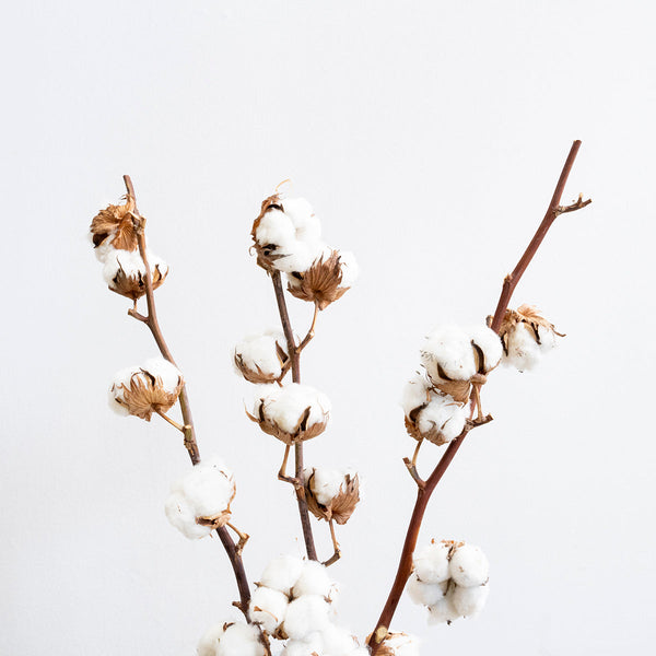 コットンツリーの特徴と飾り方｜フワフワの白い綿を枝先に宿す冬の枝もの