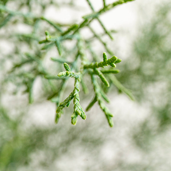コニファーブルーアイスの特徴と飾り方｜シルバーリーフの葉が美しい冬に映える枝もの