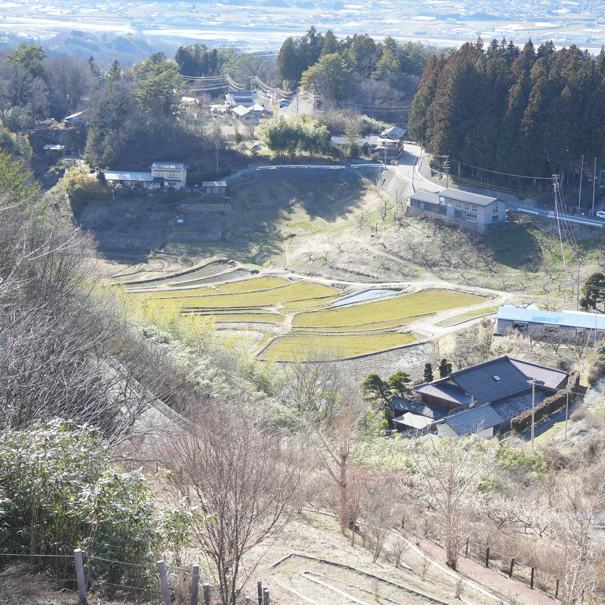 【枝もの自社栽培】長野県豊丘村での枝もの自社栽培をスタート