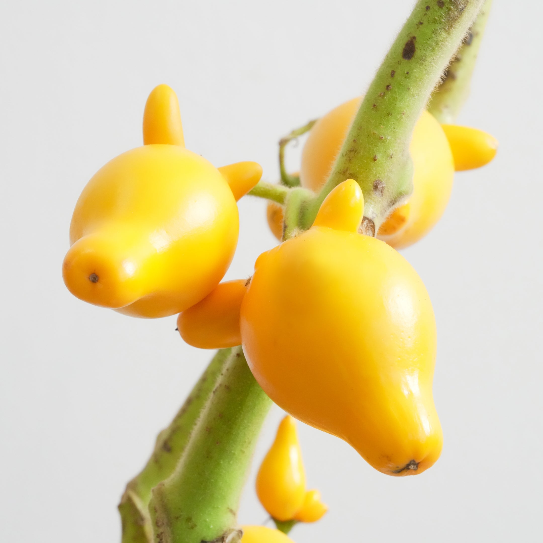 フォックスフェイスの特徴と飾り方｜キツネの顔のような鮮やかな黄色い