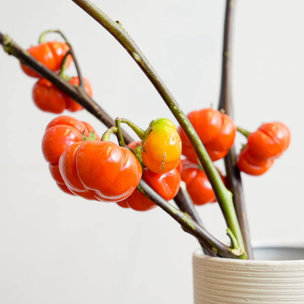 ソラナムパンプキンの特徴と飾り方｜ハロウィンにぴったりな小さなカボチャのような実をつける枝もの