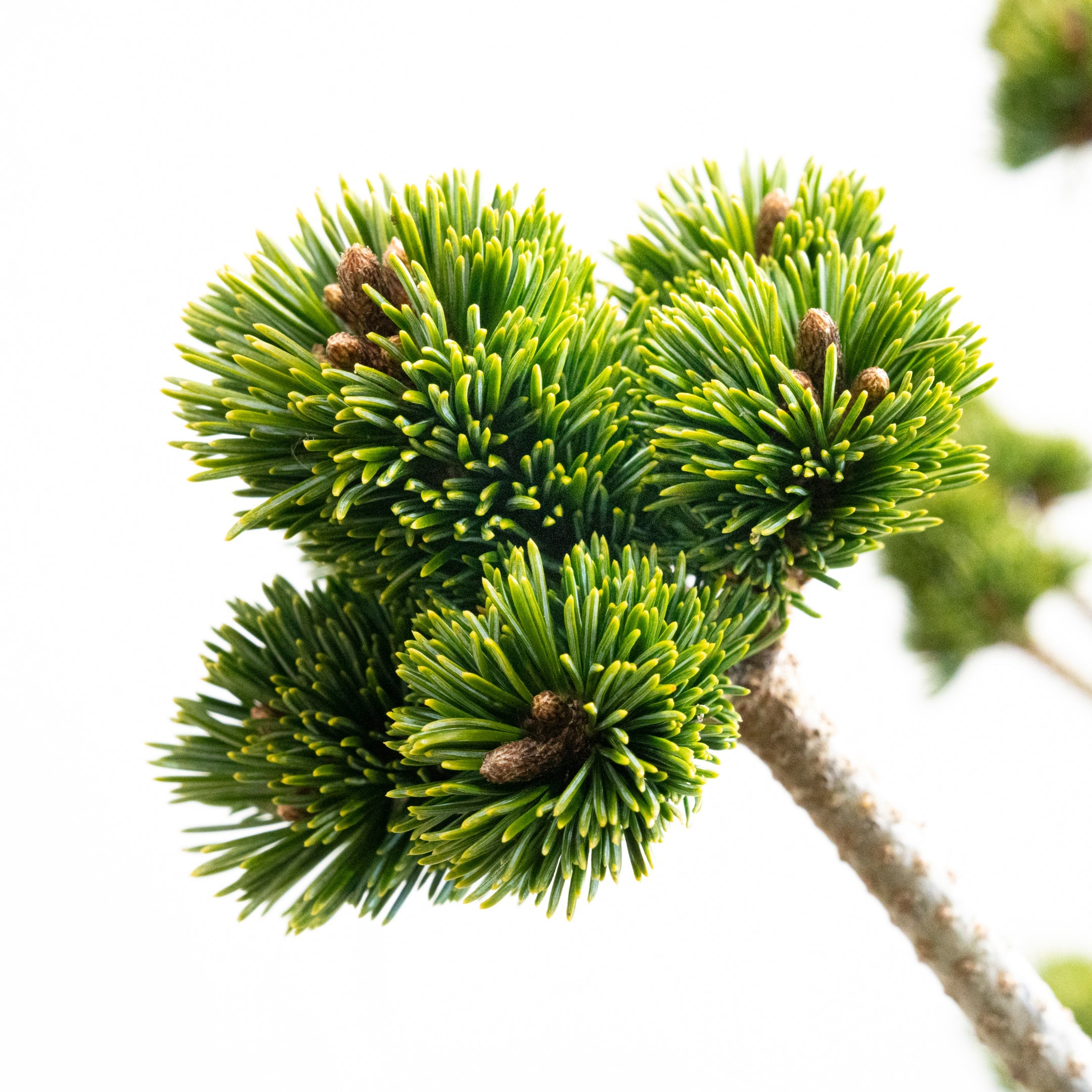 DSC09799-2-16.jpg?v=1737598872