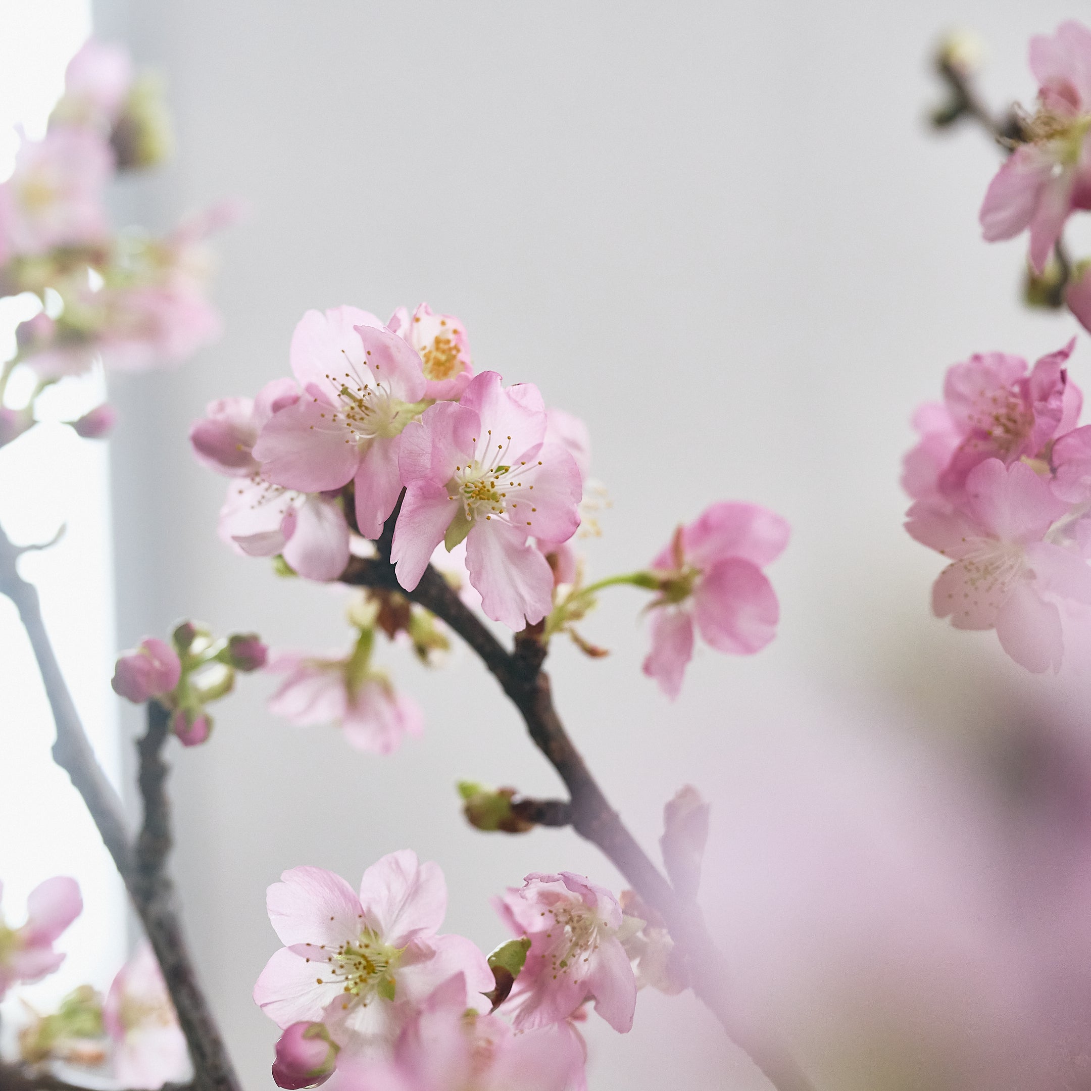 枝もの図鑑｜春】河津桜（カワヅザクラ） - SiKiTO