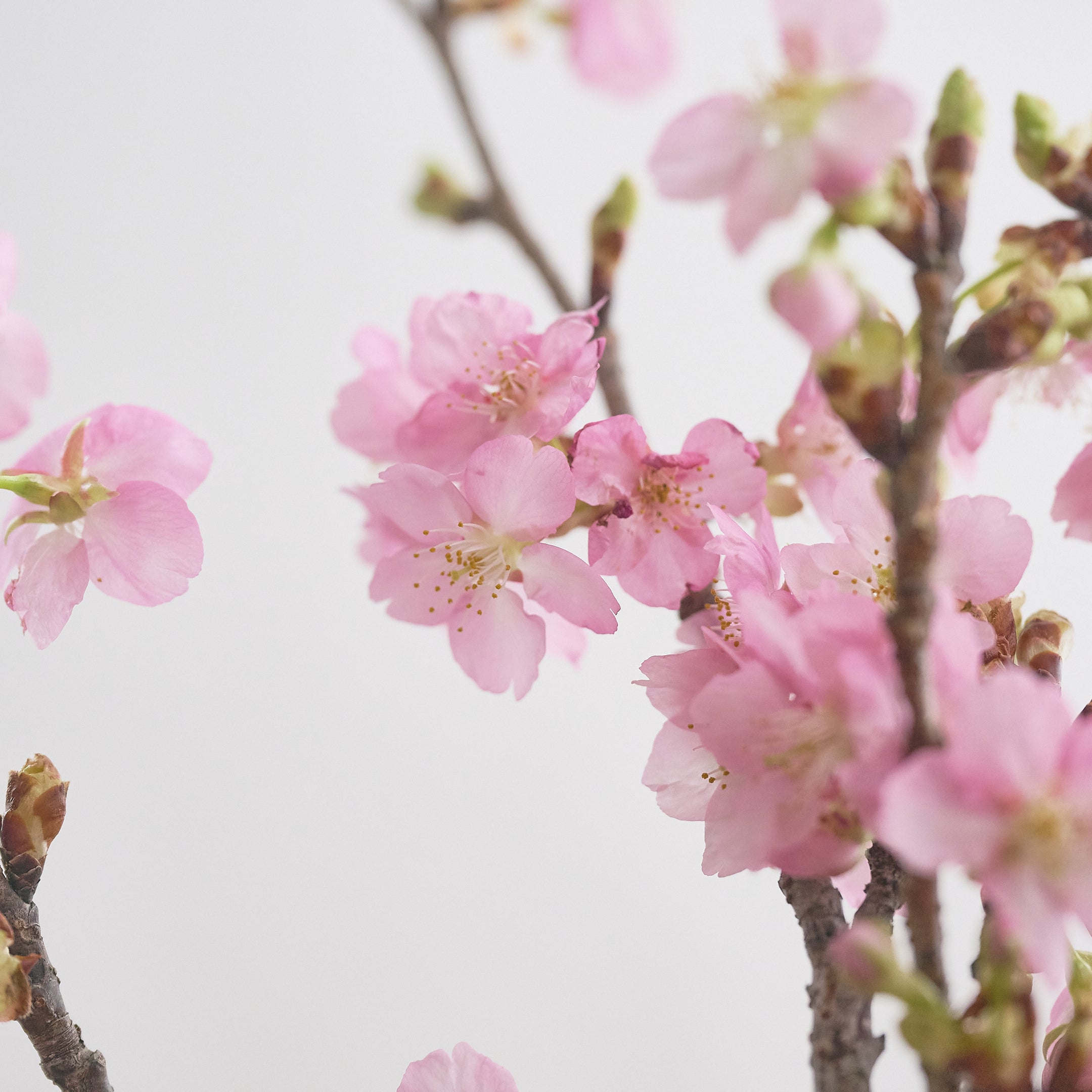 河津桜（カワヅザクラ）の特徴と飾り方｜静岡県・河津町で開花する