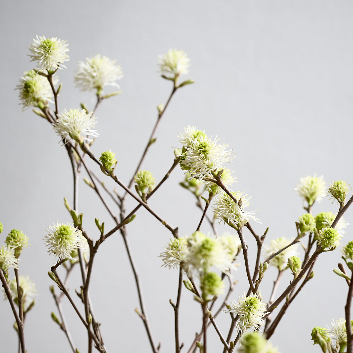 【枝もの図鑑｜春】シロバナマンサク