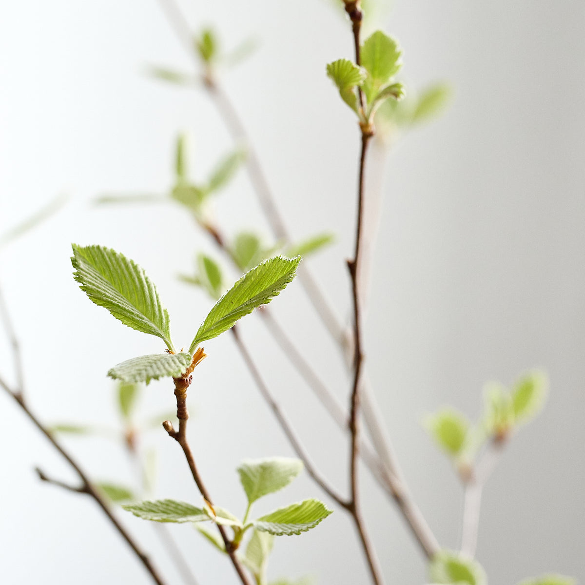 【枝もの図鑑｜夏】ウラジロギンバ（裏白銀葉）